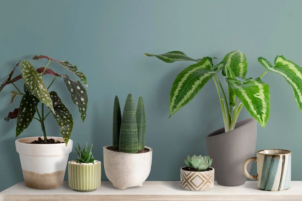 House Plants