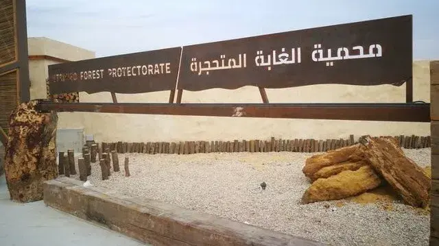 صورة بها لافتة لمدخل الغابة المتحجرة