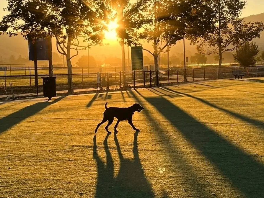 Shadow Dog Park, Places To Live in Egypt For Pet Owners