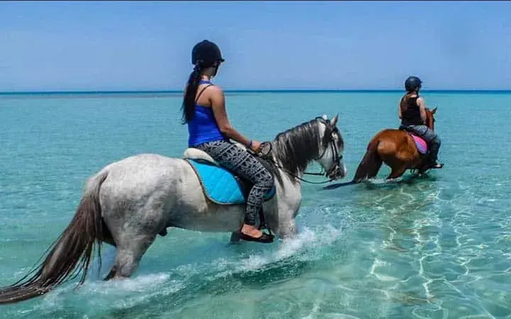 صورة لحصان في البحر ضمن أماكن خروج في الجونة