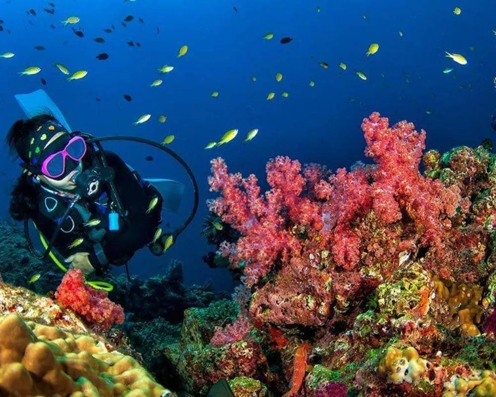 Diving and Snorkeling in Gouna