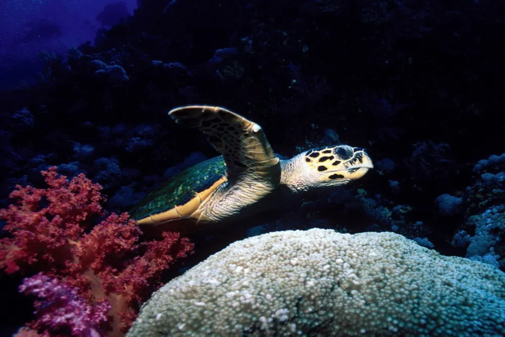 Scuba Diving in Tobia Arbaa, Egypt
